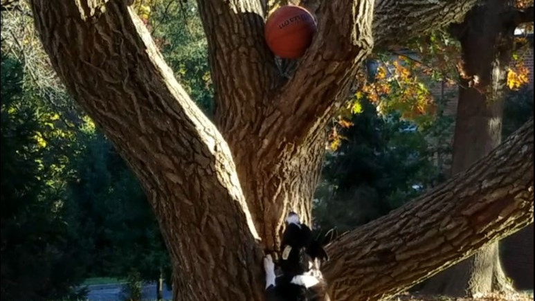 Gimme That Ball